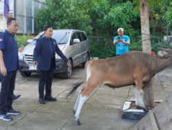 Achmad Daeng Sere Salurkan Hewan Kurban dan Tampung Aspirasi Warga Selayar Jelang Iduladha