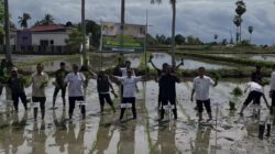 Turun Langsung ke Sawah Rawa, BupAAS Pacu Optimasi Lahan di Awangpone untuk Perkuat Ketahanan Pangan Bone