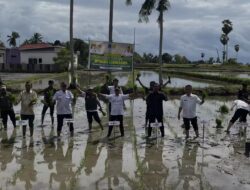 Turun Langsung ke Sawah Rawa, BupAAS Pacu Optimasi Lahan di Awangpone untuk Perkuat Ketahanan Pangan Bone
