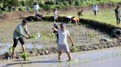 Akhir Pekan BupAAS Turun ke Sawah Bersama TNI, Perkuat Ketahanan Pangan di Ponre