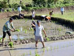 Akhir Pekan BupAAS Turun ke Sawah Bersama TNI, Perkuat Ketahanan Pangan di Ponre