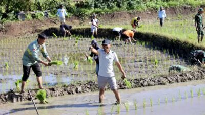 Akhir Pekan BupAAS Turun ke Sawah Bersama TNI, Perkuat Ketahanan Pangan di Ponre