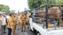 BupAAS Tebar Kebahagiaan Iduladha, 46 Sapi Kurban Pemkab Bone Salurkan ke Warga Pelosok hingga Petugas Kebersihan