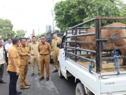BupAAS Tebar Kebahagiaan Iduladha, 46 Sapi Kurban Pemkab Bone Salurkan ke Warga Pelosok hingga Petugas Kebersihan