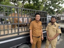Tebar Kepedulian Iduladha, Bapenda Bone Salurkan Sapi Kurban untuk Warga Ningo