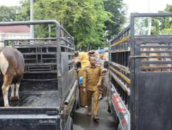 Bone Bergema Takbir dan Kepedulian, Hewan Kurban di Tembus 4.672 Ekor