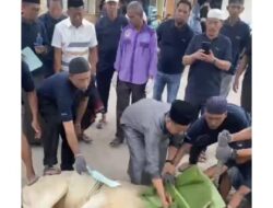 20 Ekor Sapi Dikurbankan di Desa Uloe, 10 Ekor Dipotong di Masjid Riyadul Muttaqin Appasareng