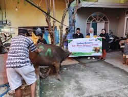 Asmo Sulsel Tebar Kepedulian Iduladha, Salurkan Sapi Kurban untuk Warga Mangasa