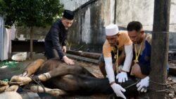 PLN UID Sulselrabar Tebar Berkah Iduladha, 92 Hewan Kurban Disalurkan untuk Masyarakat