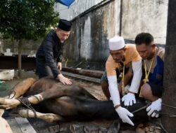PLN UID Sulselrabar Tebar Berkah Iduladha, 92 Hewan Kurban Disalurkan untuk Masyarakat