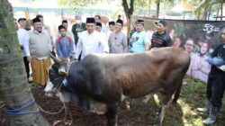 Stok Hewan Kurban Nasional Surplus 800 Ribu Ekor, Wamentan: Bukti Ekonomi dan Peternakan Indonesia Tetap Kuat