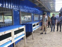 BupAAS Dukung Penuh Hilirisasi Ayam Terintegrasi di Bone, Siap Jadi Penopang MBG dan Penggerak Ekonomi Rakyat