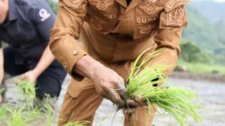 Bone Perkuat Kemandirian Benih, Program Mantap Hadir di Dua Boccoe