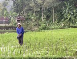 Di Tengah Krisis Global, Indonesia Panen Prestasi! Produksi Beras Naik, Pupuk Subsidi Melimpah Berkat Kebijakan Pemerintah