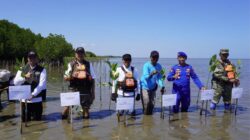 Kalla Translog Hijaukan Pesisir Pangkep, Tanam 31 Ribu Mangrove Perkuat Ekosistem dan Lawan Abrasi