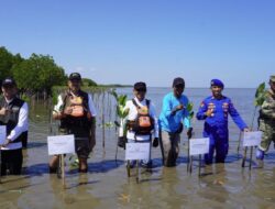 Kalla Translog Hijaukan Pesisir Pangkep, Tanam 31 Ribu Mangrove Perkuat Ekosistem dan Lawan Abrasi