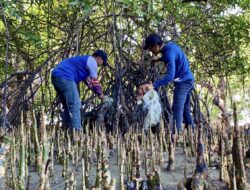 Bukan Sekadar Tanam Bibit, Literasea Selamatkan Mangrove Dewasa dari Jerat Sampah Plastik di Teluk Bone