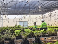 PT Vale Teguhkan Komitmen Lingkungan, Nursery Kolaka Jadi ‘Pabrik’ Bibit Pascatambang