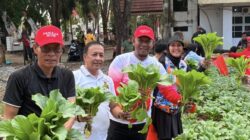 Kebun Sayuran BERAMAL di Kompleks Kantor Bupati Bone Segera Panen, Wujudkan Semangat BupAAS Hidupkan Lahan Pekarangan
