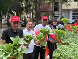 Kebun Sayuran BERAMAL di Kompleks Kantor Bupati Bone Segera Panen, Wujudkan Semangat BupAAS Hidupkan Lahan Pekarangan