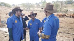 BupAAS Blusukan ke Lokasi Budidaya Sapi Bali, Bidik Bibit Unggul untuk Tingkatkan Kesejahteraan Peternak Bone