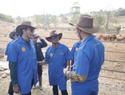 BupAAS Blusukan ke Lokasi Budidaya Sapi Bali, Bidik Bibit Unggul untuk Tingkatkan Kesejahteraan Peternak Bone