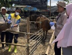 Temuan DP2 Makassar untuk 717 Hewan Kurban