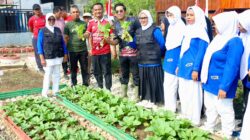 Bukan Sekadar Tanam Sayur! BupAAS Sulap Lorong Bugis Jadi Kampung Percontohan Ketahanan Pangan di Bone
