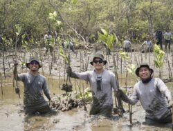 Kalla Toyota Tanam 43 Ribu Mangrove di Pangkep, Jadi Benteng Pesisir dari Abrasi
