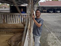 Bukan Rujab Bupati Biasa! BupAAS Sulap Halaman Jadi Kebun Binatang Mini, Ada Rusa hingga Merak