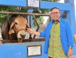 Sapi Belgian Blue Masuk Radar Bone, Wabup AAP Jajaki Kerja Sama Strategis