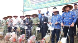 BupAAS Kolaborasi Dankodaeral VI Gebrak Sektor Pertanian Bone, Kedelai Jadi Senjata Baru Ketahanan Pangan